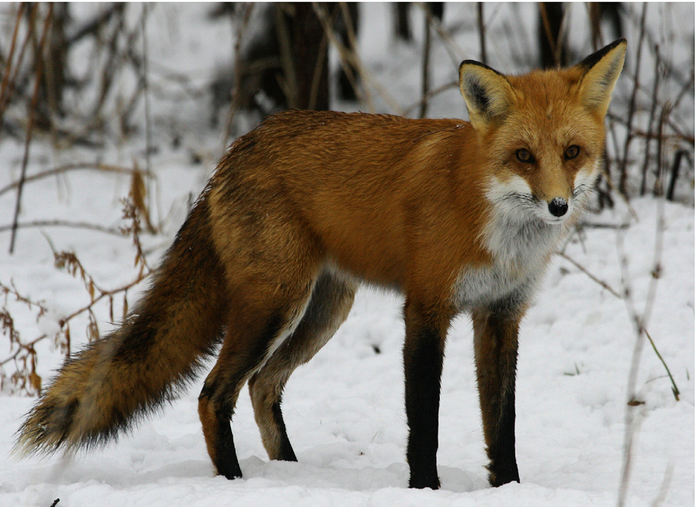 Redfox1.jpg