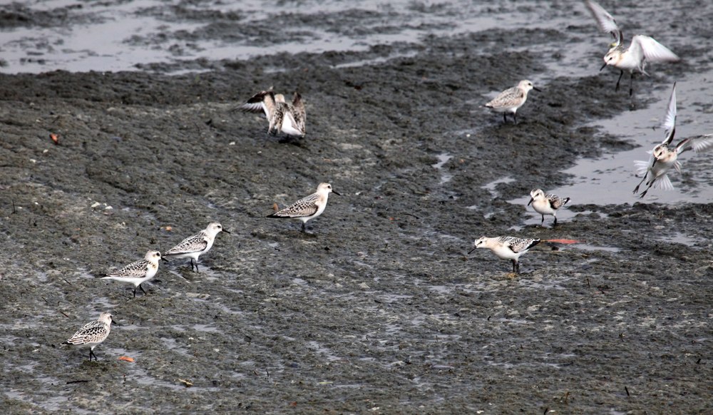 SANDPIPER906210X1000.jpg
