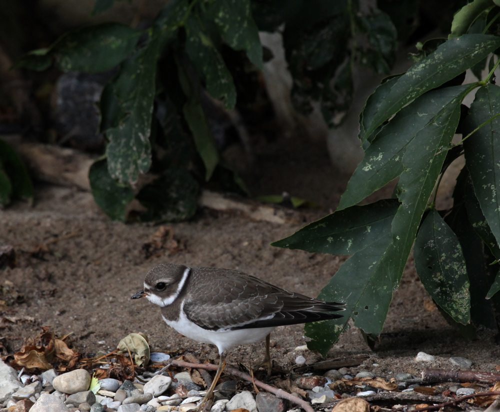 SANDPIPER90710X1000.jpg