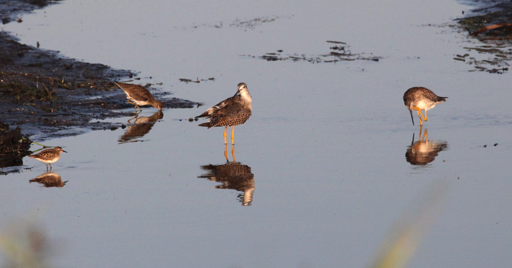 SANDPIPERS1.jpg