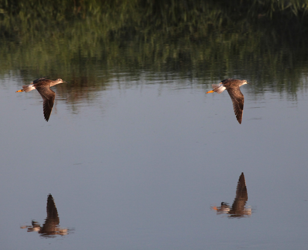 SANDPIPERS2.jpg