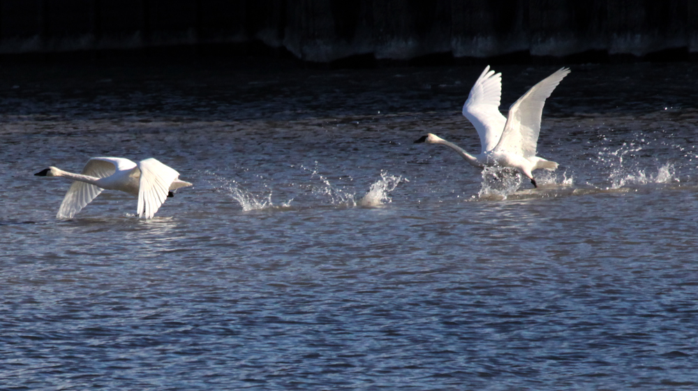 TRUMPETERSWAN.jpg