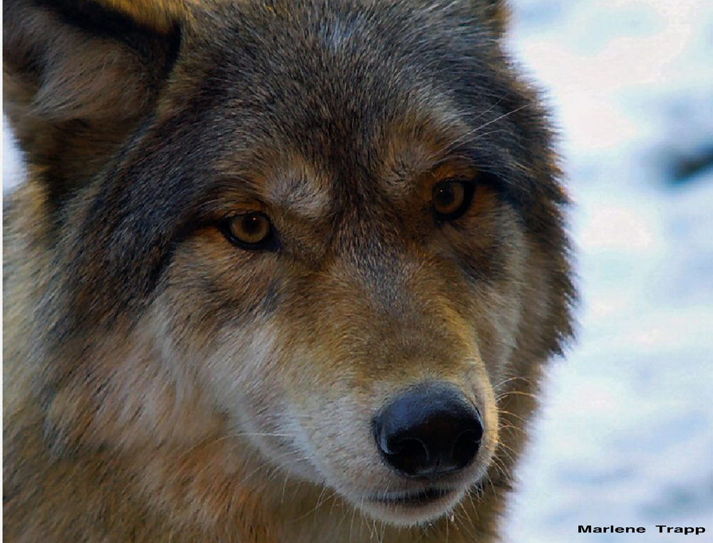 WOLFFACE1.jpg
