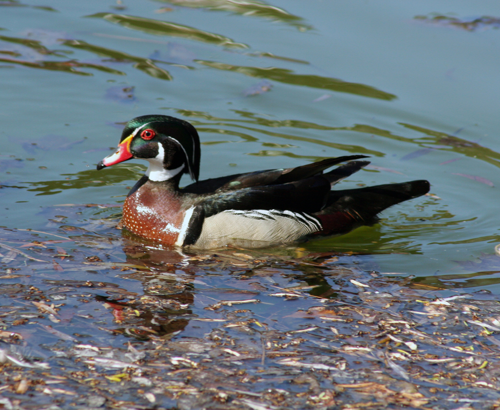 WOODDUCKX1000.jpg